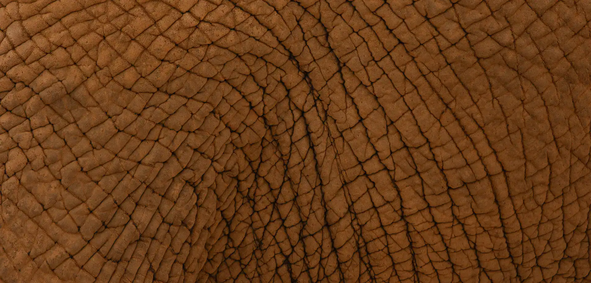 African Monarch Journeys Elephant skin