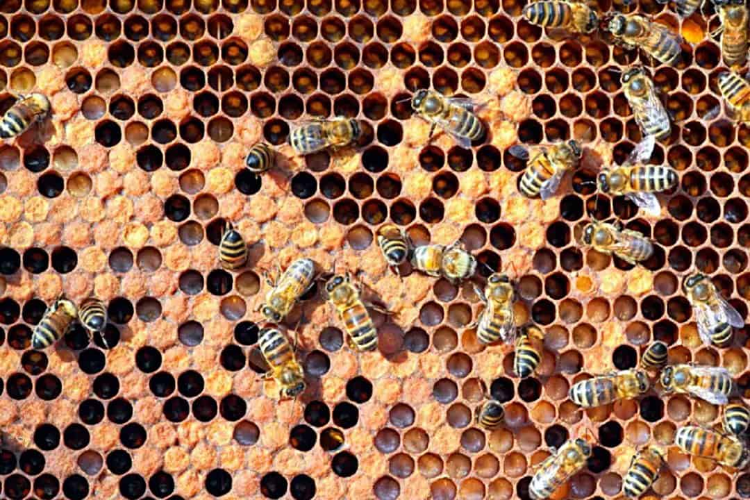 African Monarch Lodges Sijwa Beehive Project