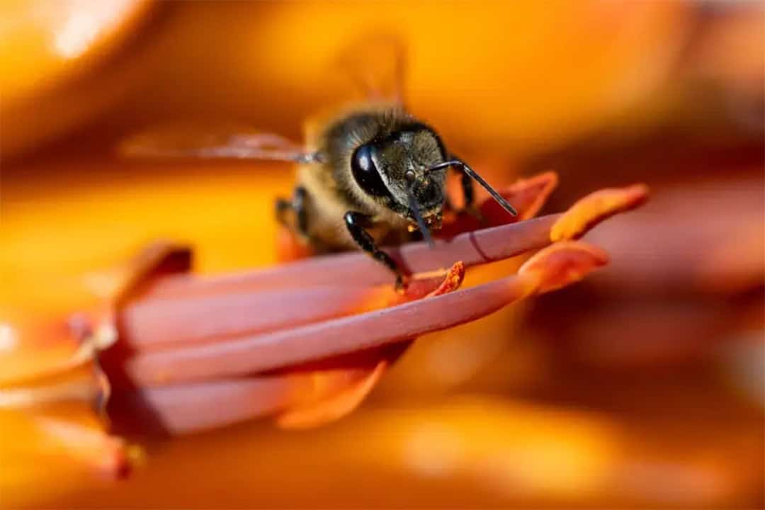 Sijwa-Project-Beehive-Project