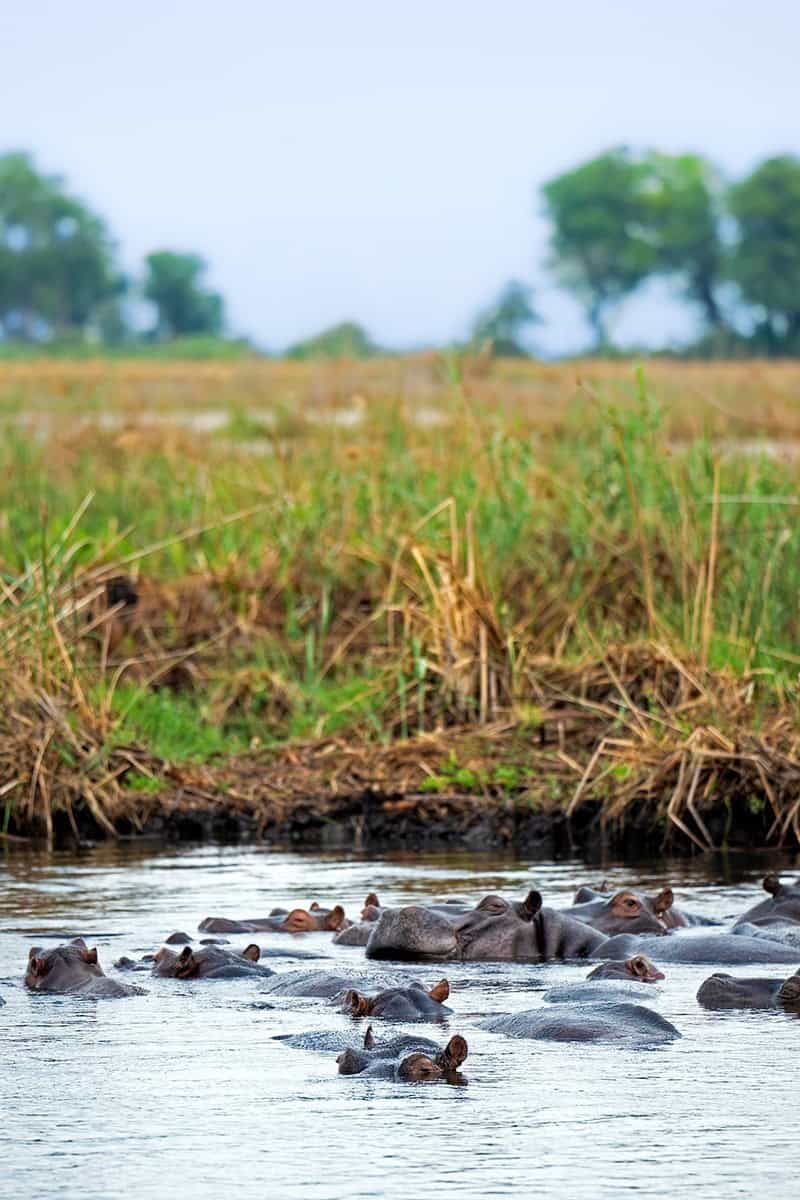 African Monarch Journeys Elephants