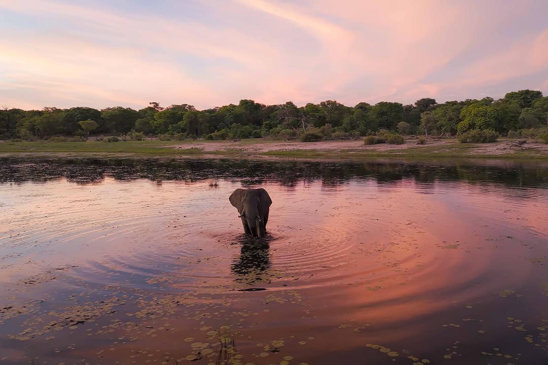Nambwa Elephant Namibia