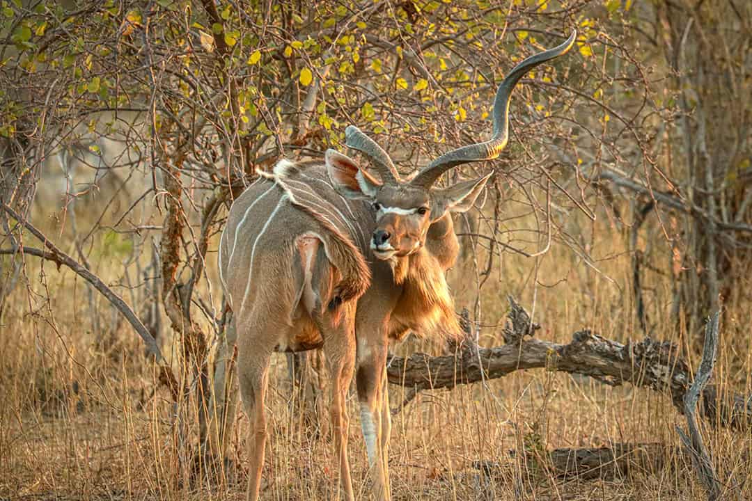 African-Monarch-Lodges-Kudu