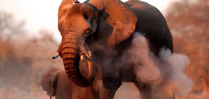 African Monarch Journeys - Game Drive