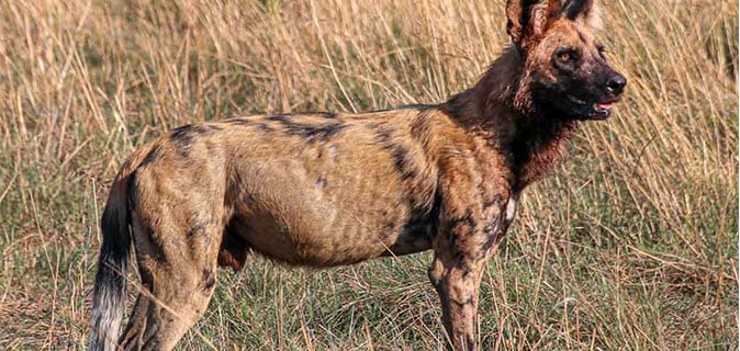 African Monarch Journeys Namibian-Wild-Dog