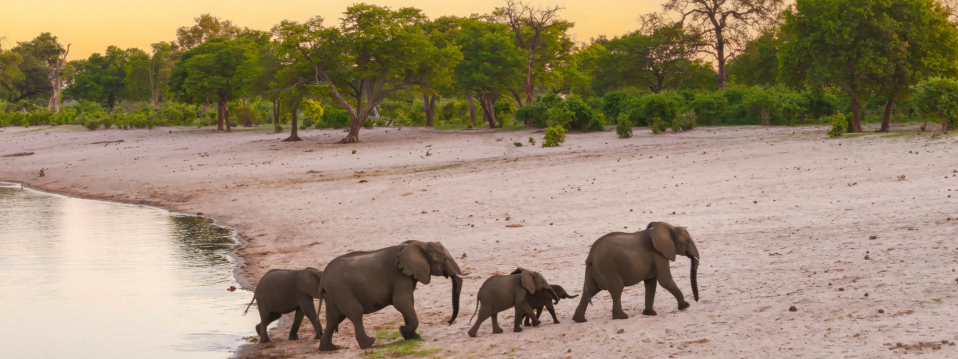 African Monarch Lodges Elephants